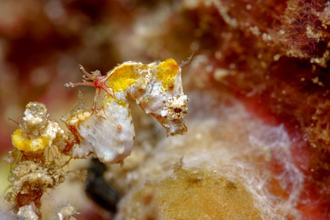 The Three P Beach Resort & Dive Center Agnay 외부 사진