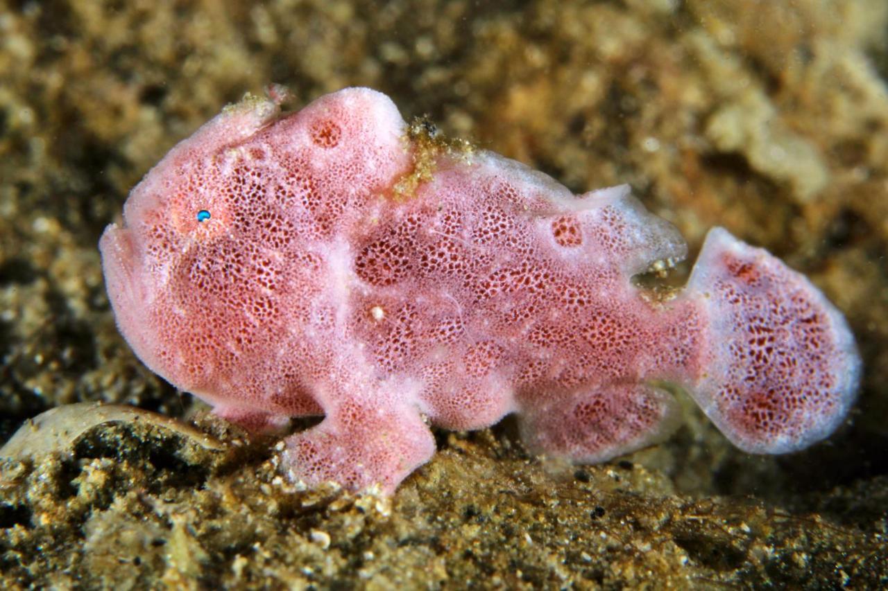 The Three P Beach Resort & Dive Center Agnay 외부 사진