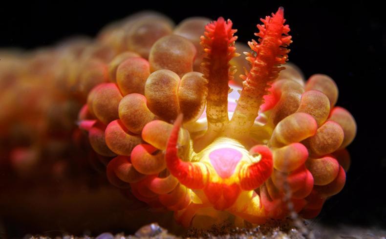 The Three P Beach Resort & Dive Center Agnay 외부 사진